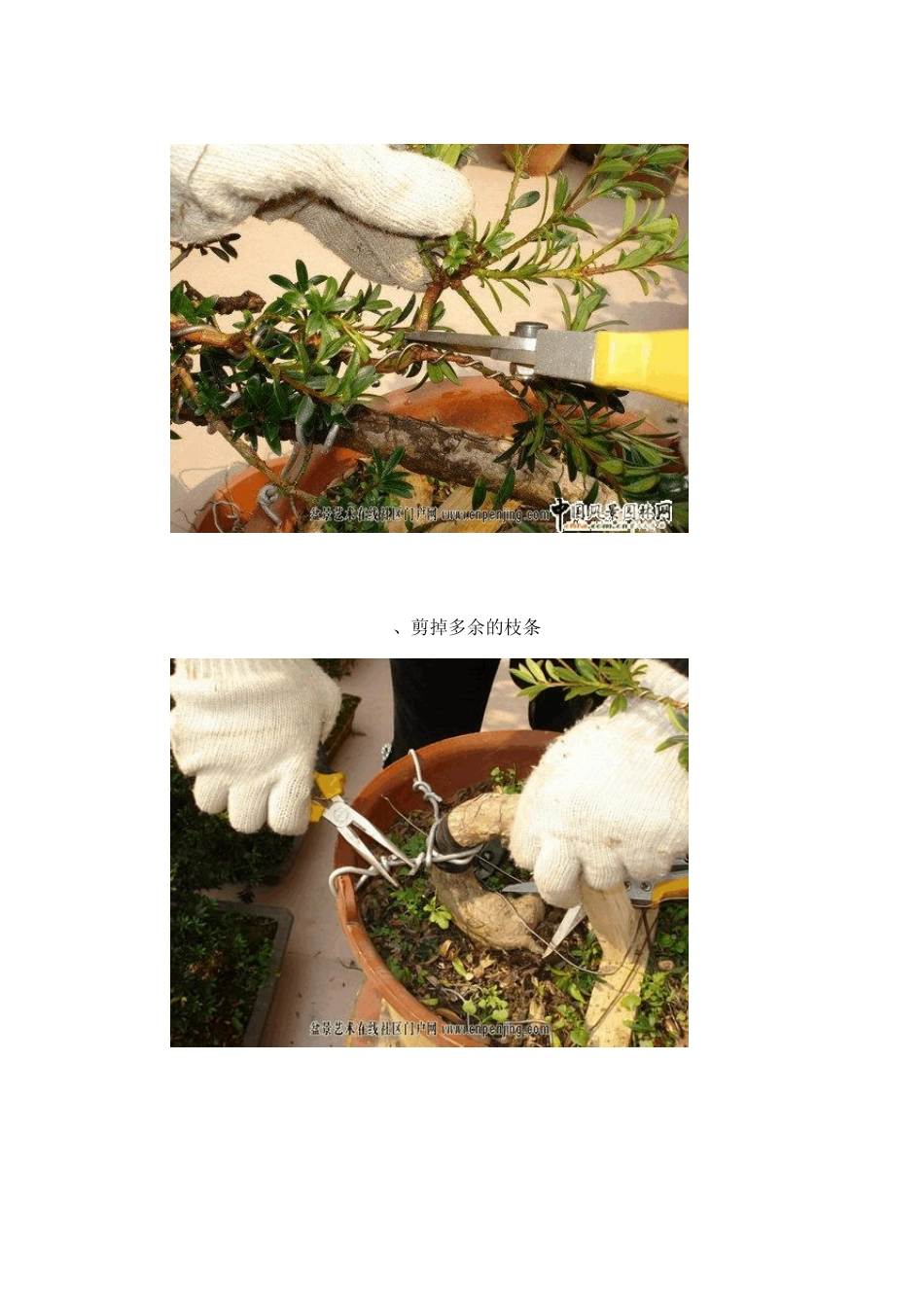 罗汉松盆景制作及欣赏_第3页