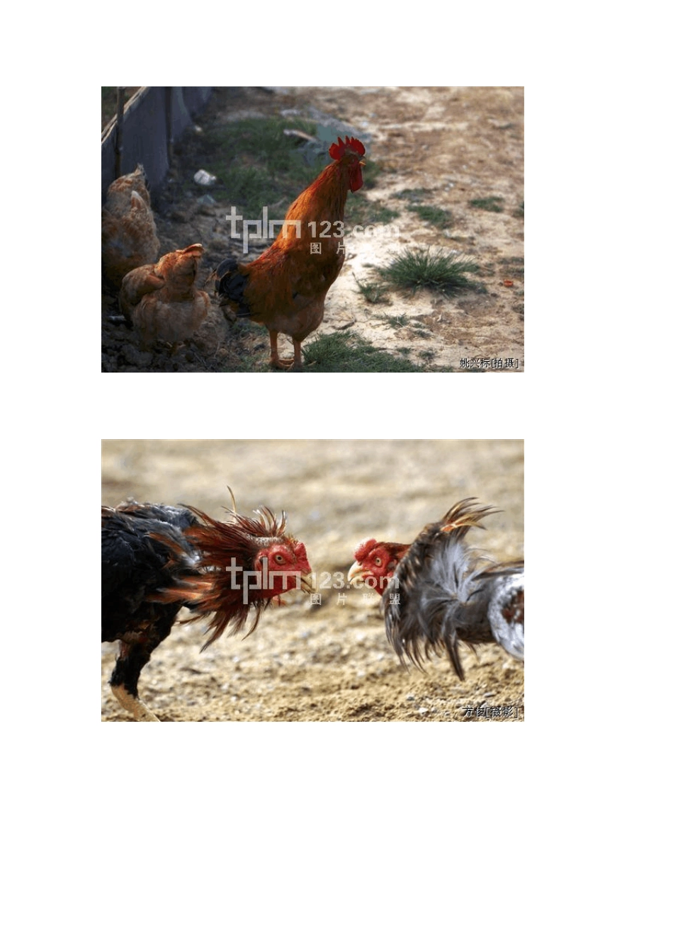 美丽的大公鸡三年级作文附精美图片和评析及写动物方法_第3页