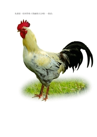 美丽的大公鸡三年级作文附精美图片和评析及写动物方法