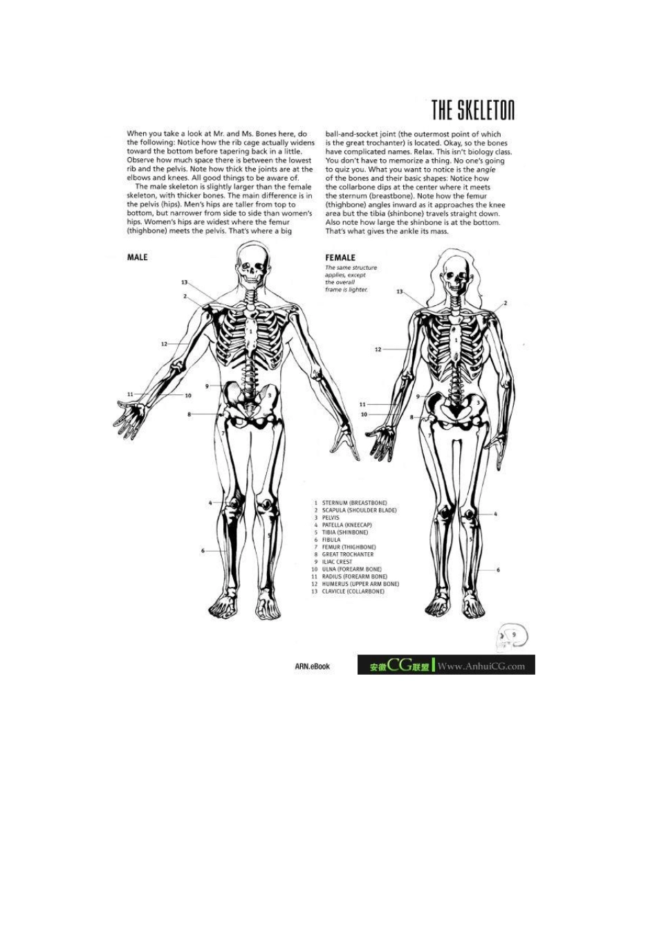 美式漫画人体结构图解1_第1页
