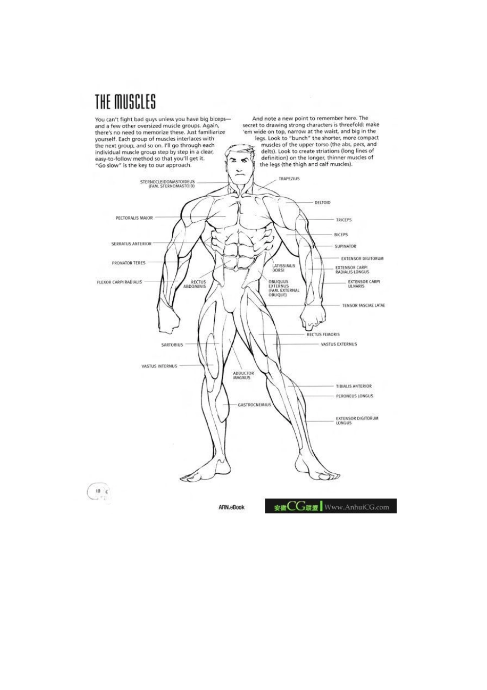 美式漫画人体结构图解1_第2页