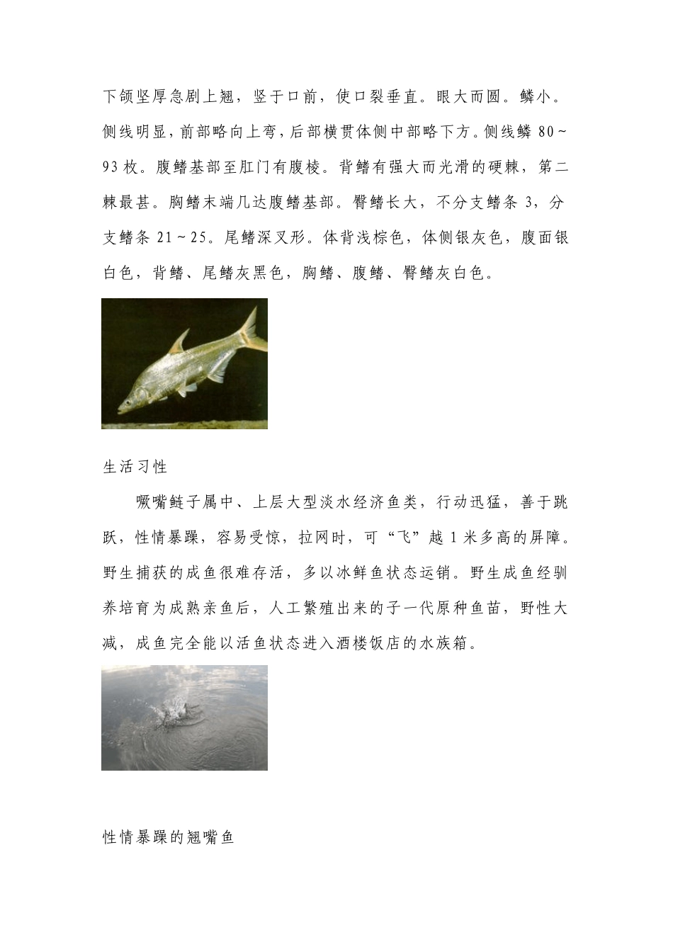 翘嘴鱼的钓法_第2页