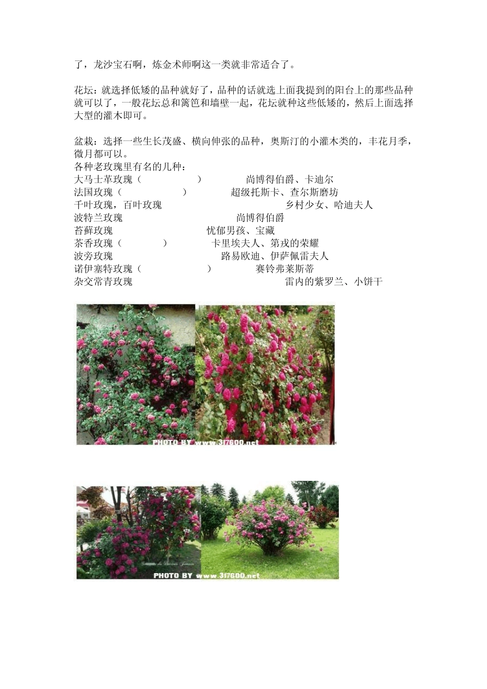 老园丁月季种植指南_第2页