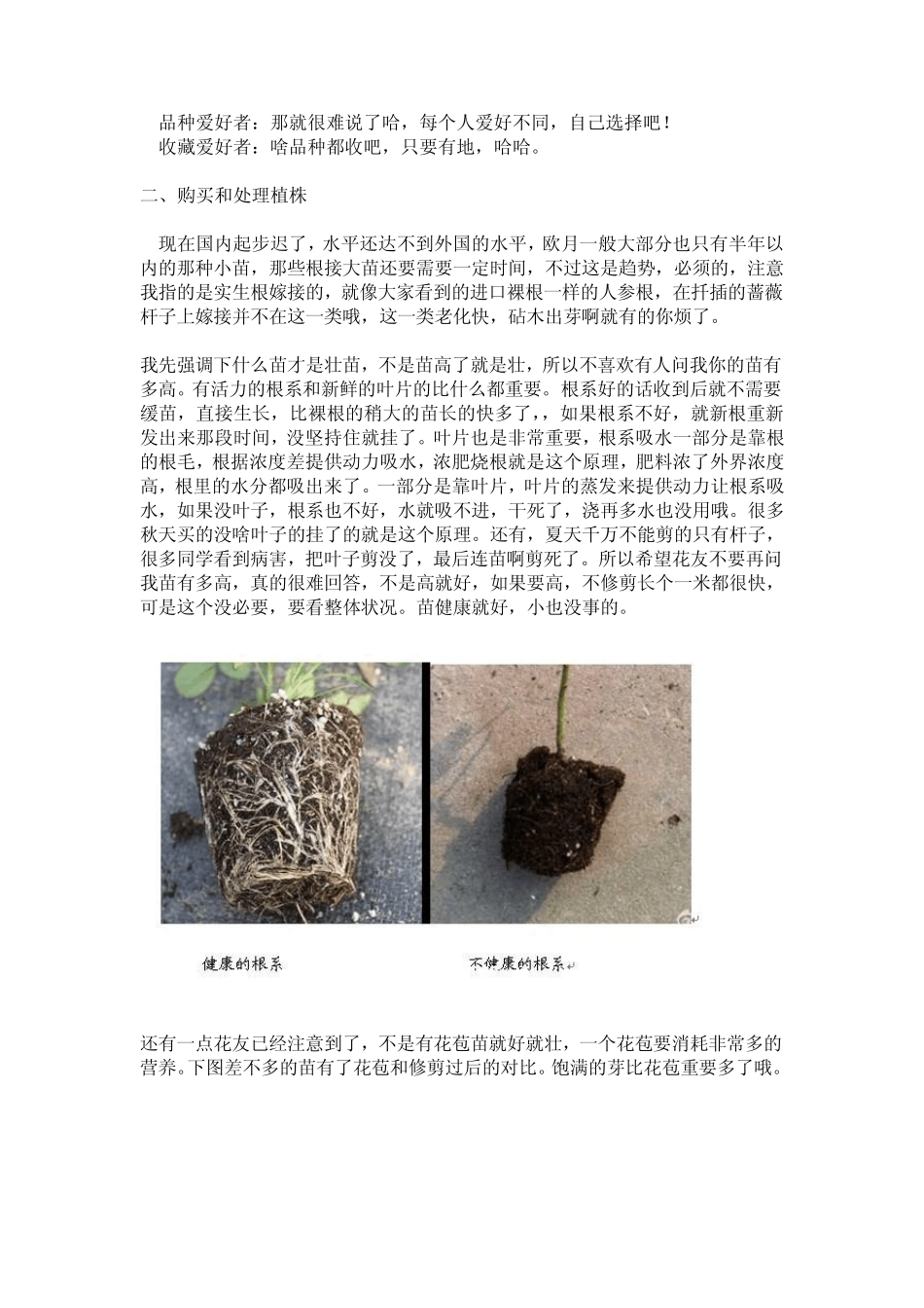 老园丁月季种植指南_第3页