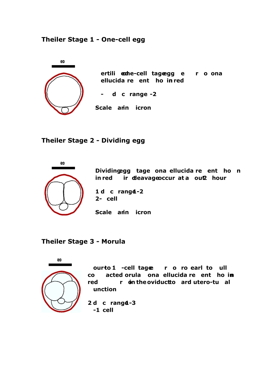 老鼠胚胎发育时期示意图_第1页