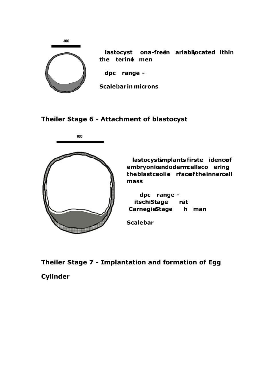 老鼠胚胎发育时期示意图_第3页