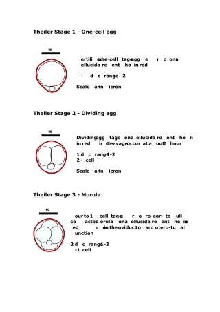 老鼠胚胎发育时期示意图