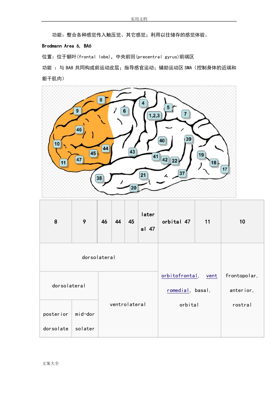 大脑地解剖结构和功能——布鲁德曼分区_第2页