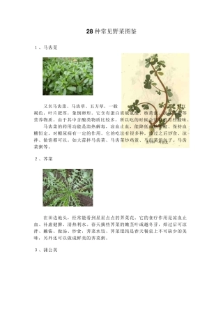 28种常见野菜图
