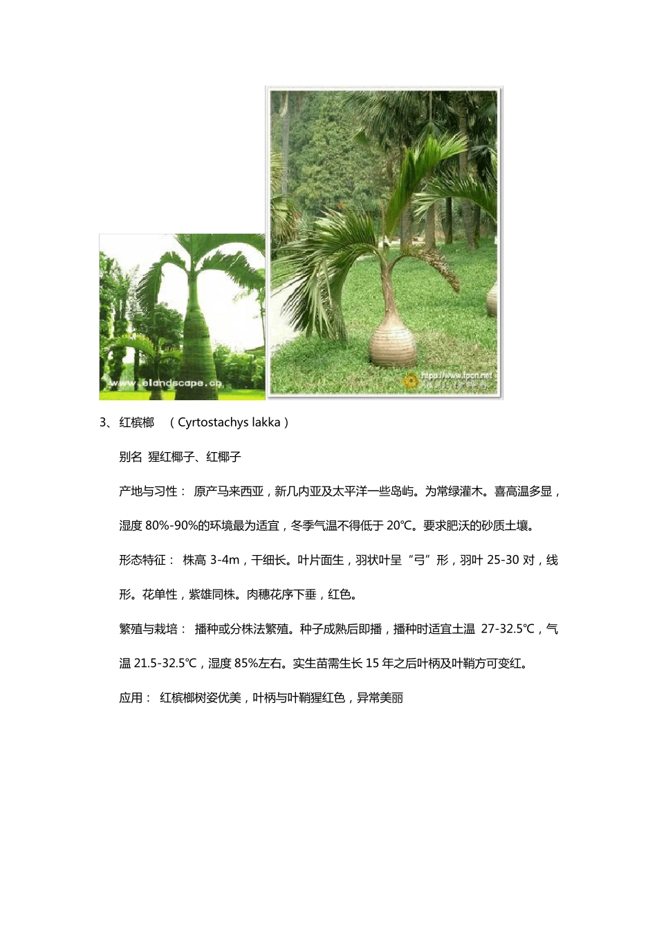 30种棕榈科植物简介_第3页