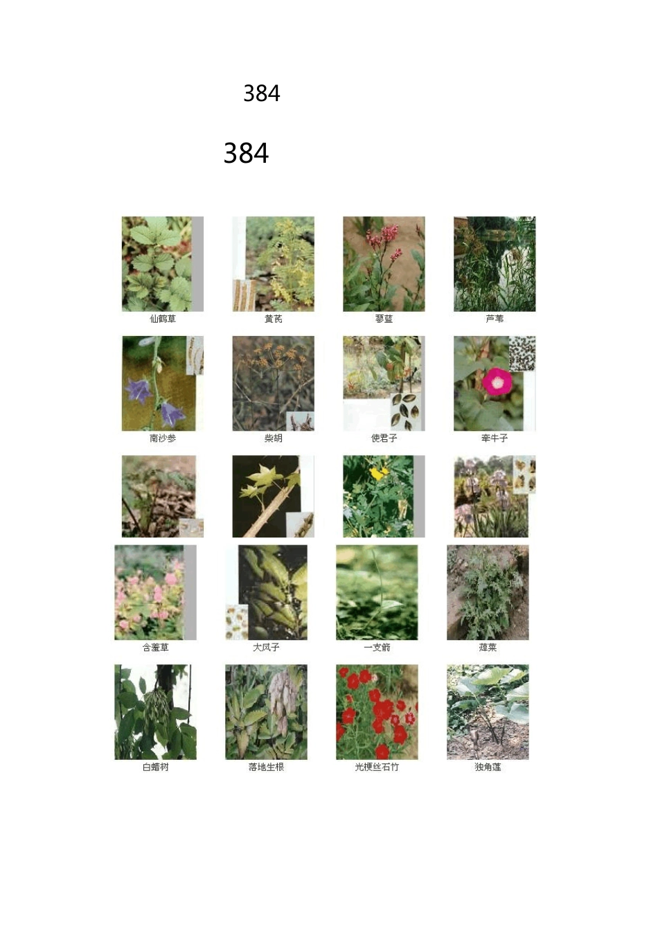 384种中药材图谱_第1页