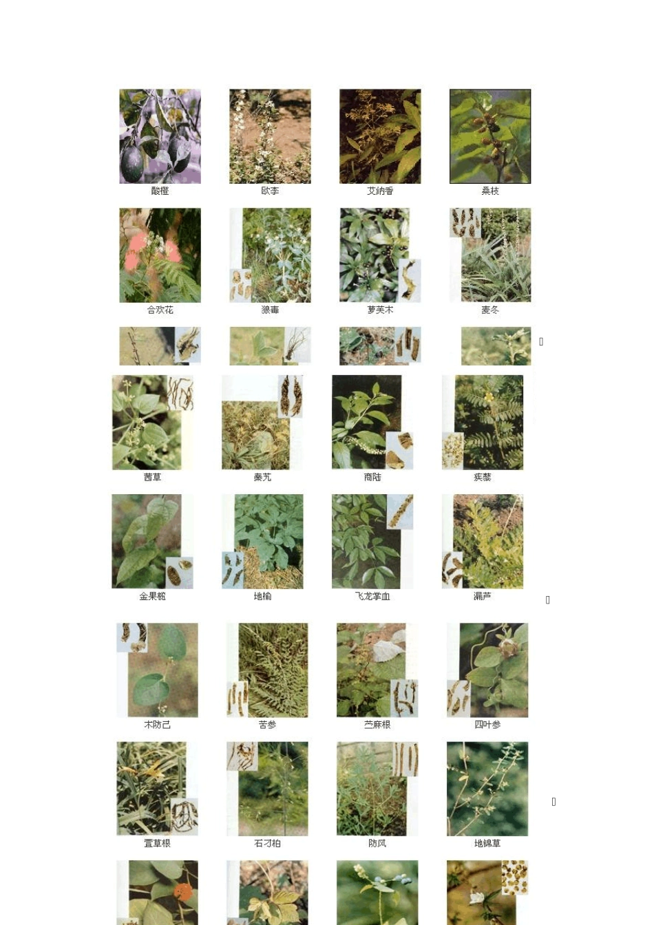 384种中药材图谱_第2页