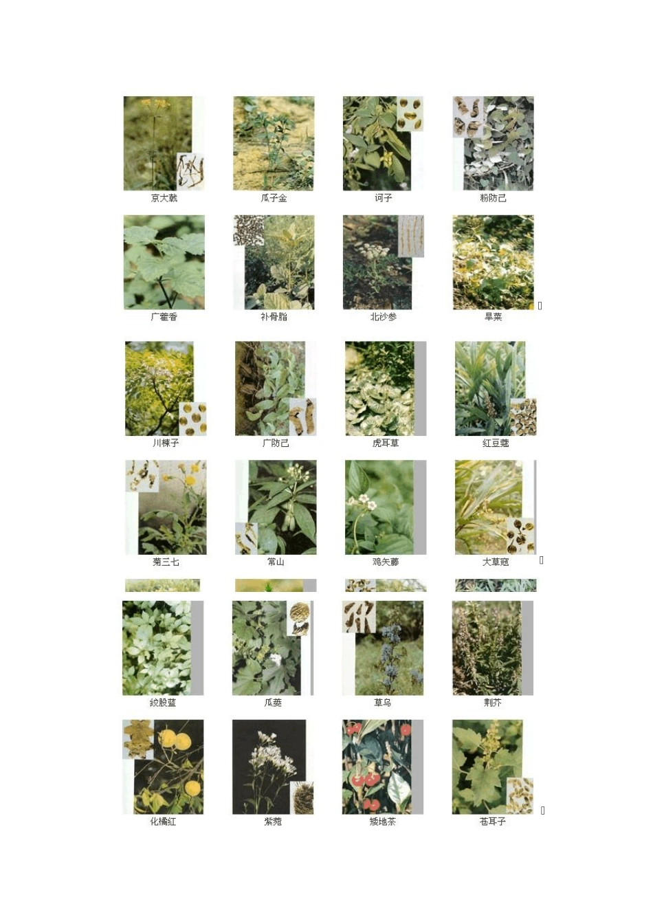 384种中药材图谱_第3页