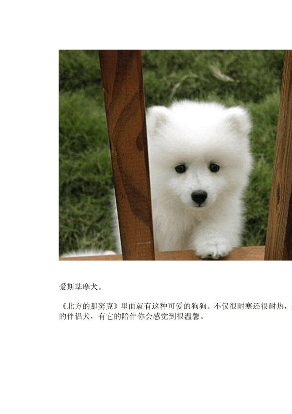 39;最齐全的狗狗种类图片_第2页