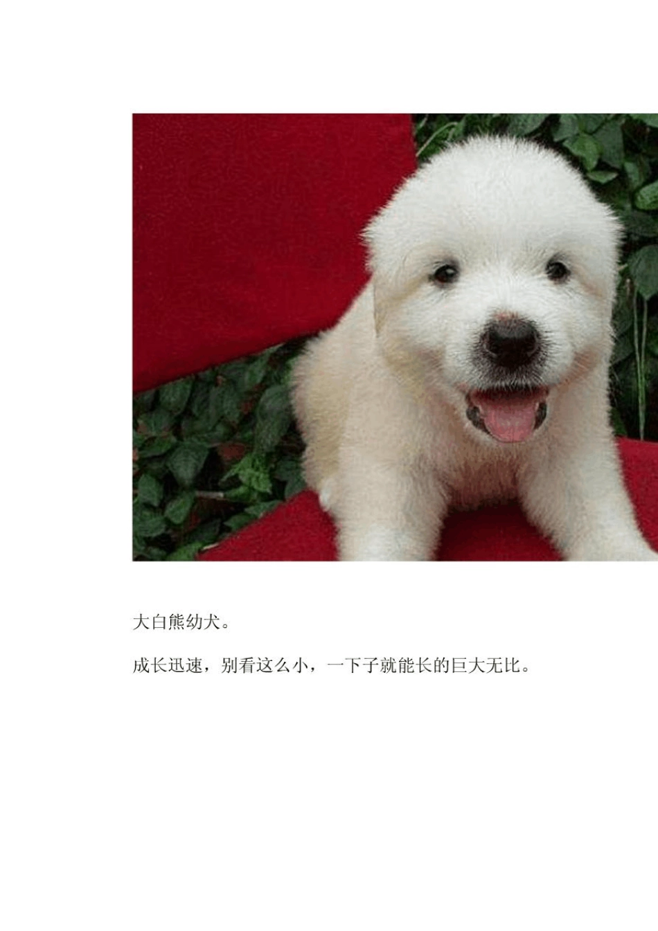 39;最齐全的狗狗种类图片_第3页