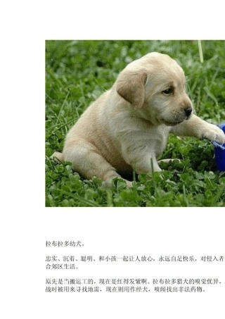 39;最齐全的狗狗种类图片