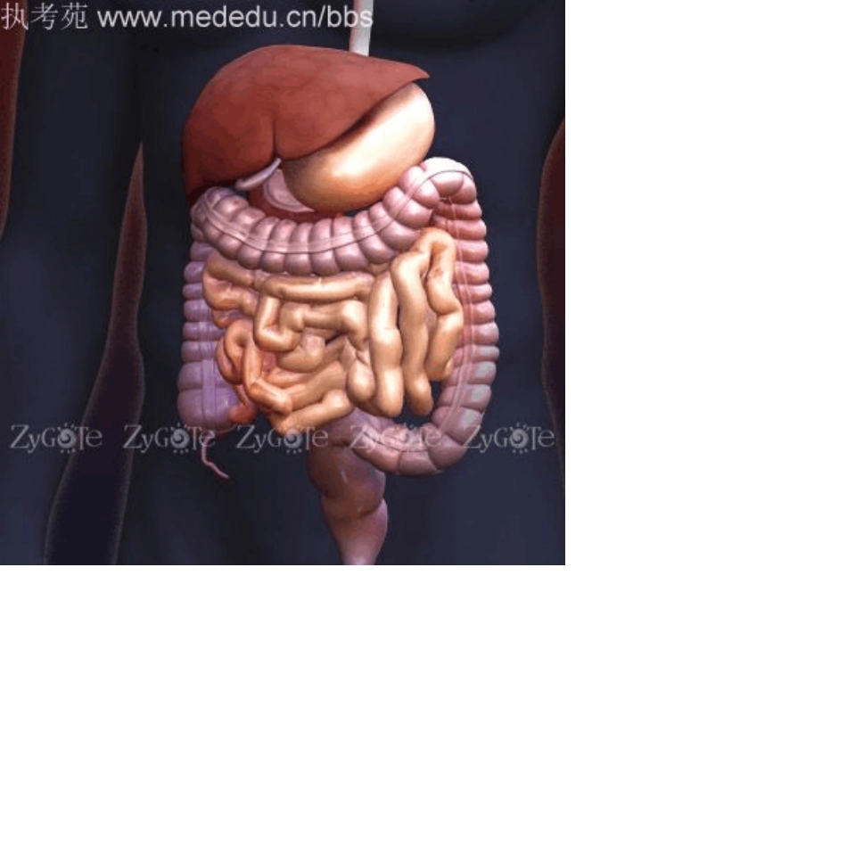 3D人体解剖图_第2页