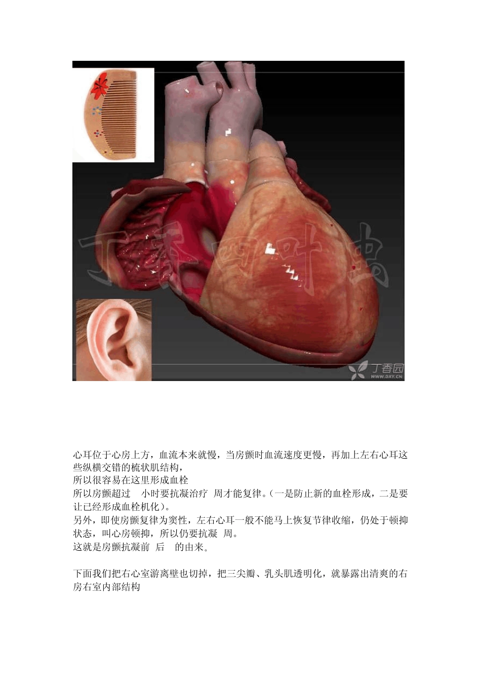 3D动画图解心脏大体解剖(医学专业必收藏)_第2页