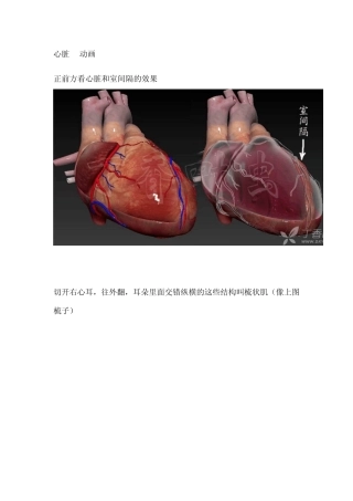 3D动画图解心脏大体解剖(医学专业必收藏)
