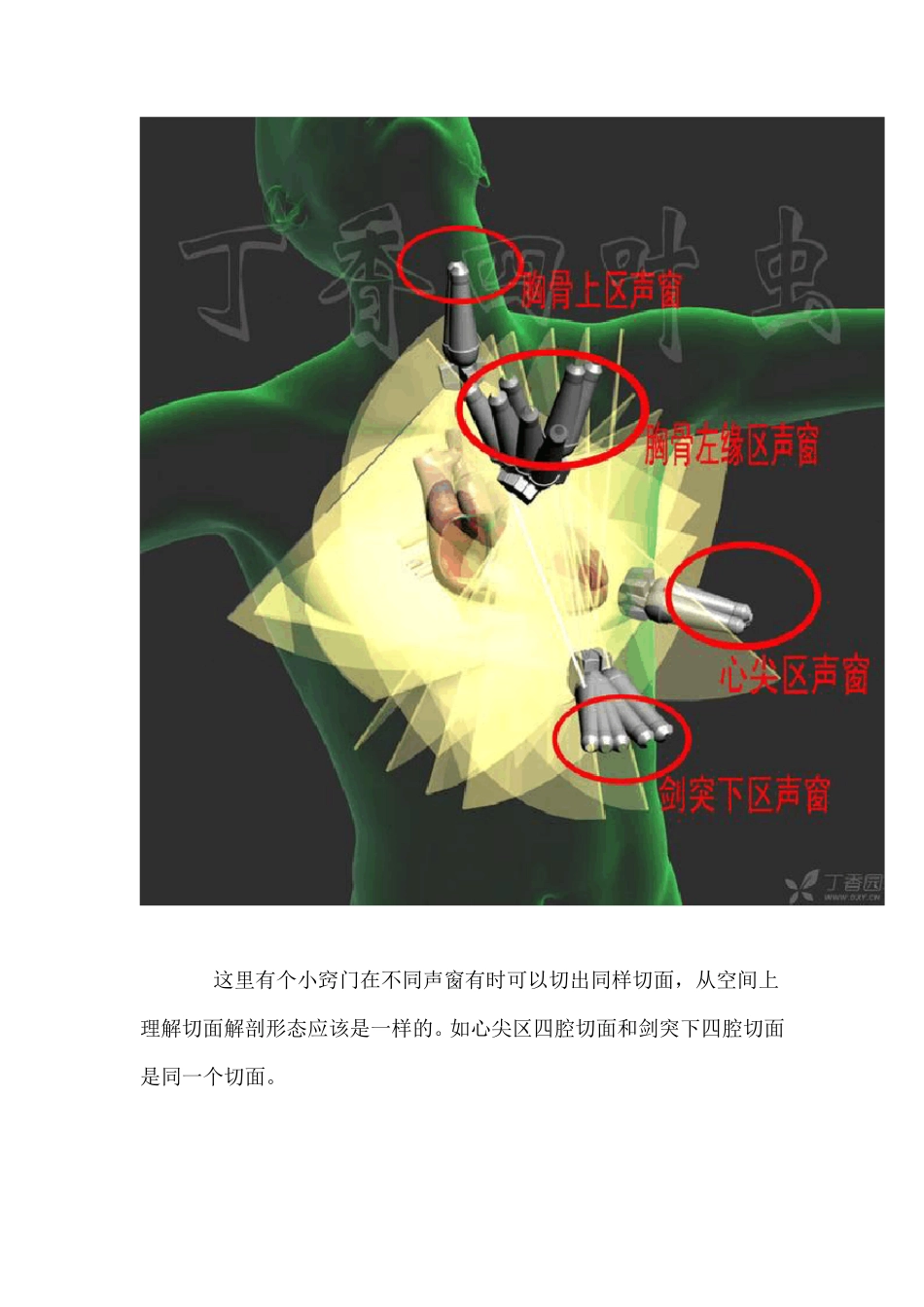 3D图解心脏解剖与心脏超声切面_第2页