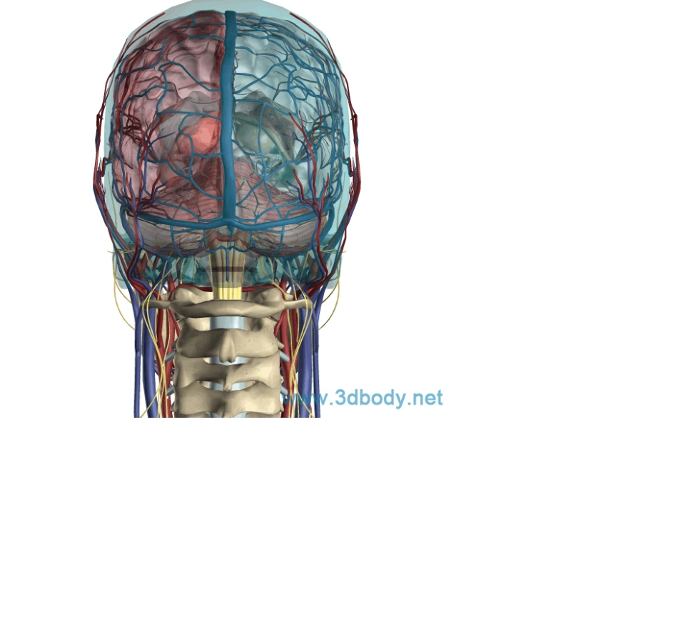 3D透明人体解剖图_第2页