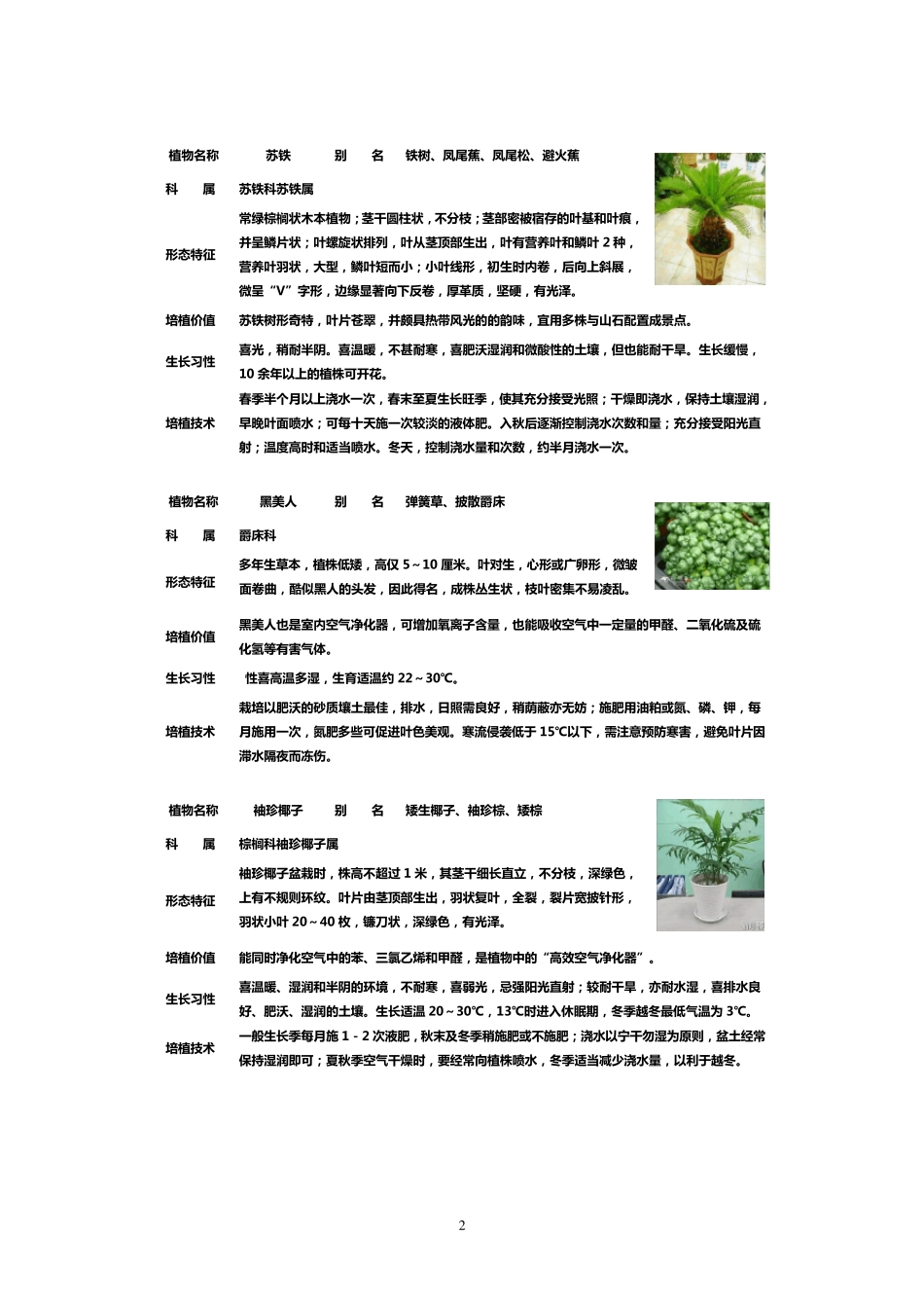 50种盆栽植物图片及名称_第2页