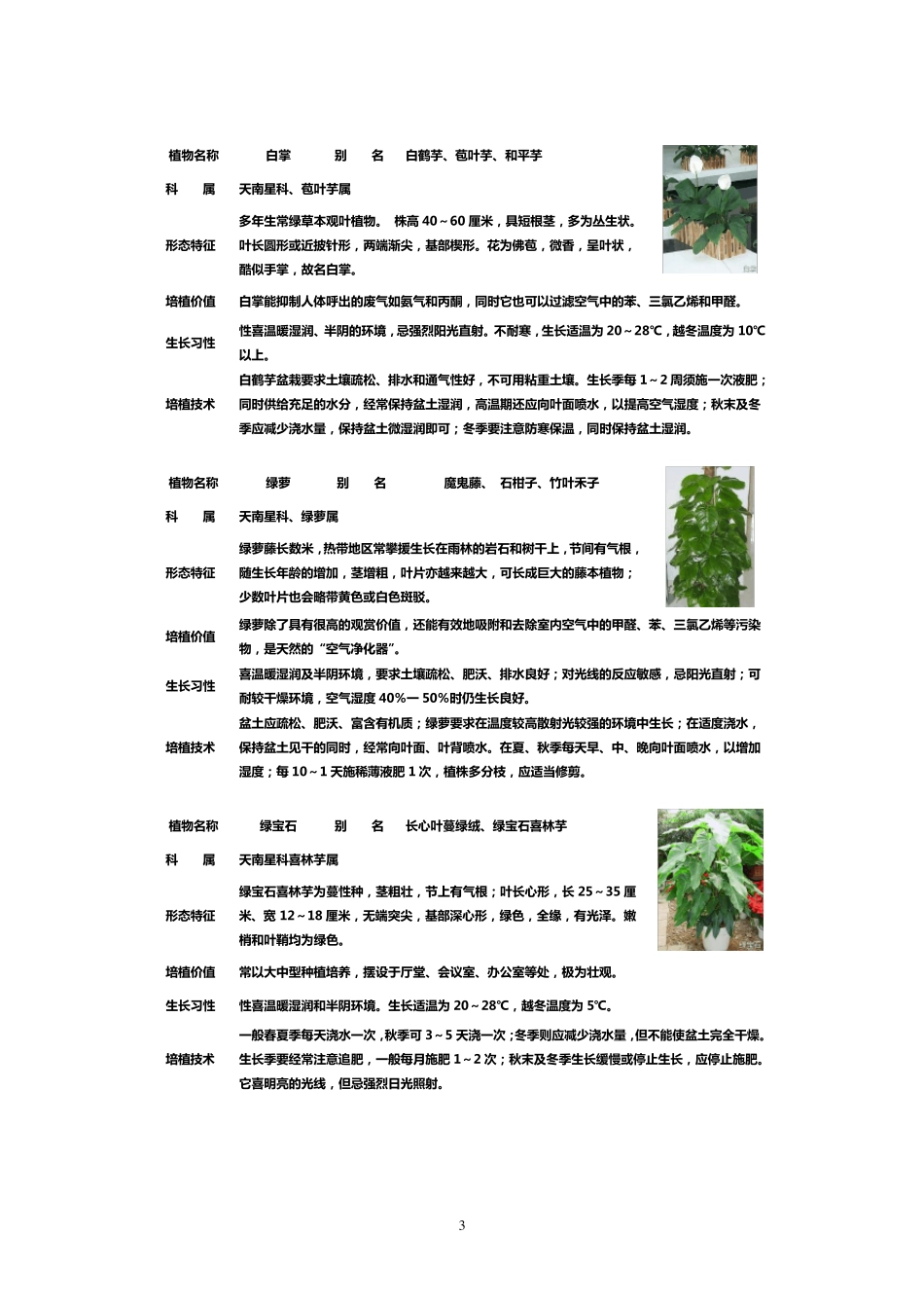 50种盆栽植物图片及名称_第3页