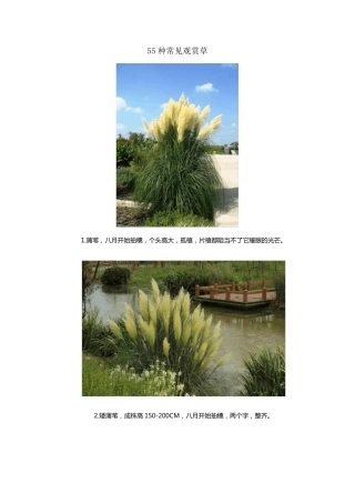 55种常见观赏草