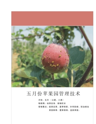 5月份苹果园管理技术