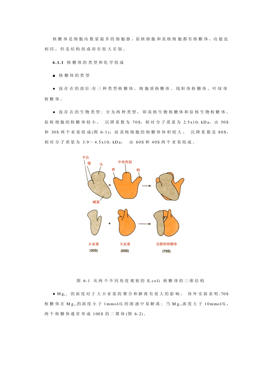 6.核糖体与核酶_第2页