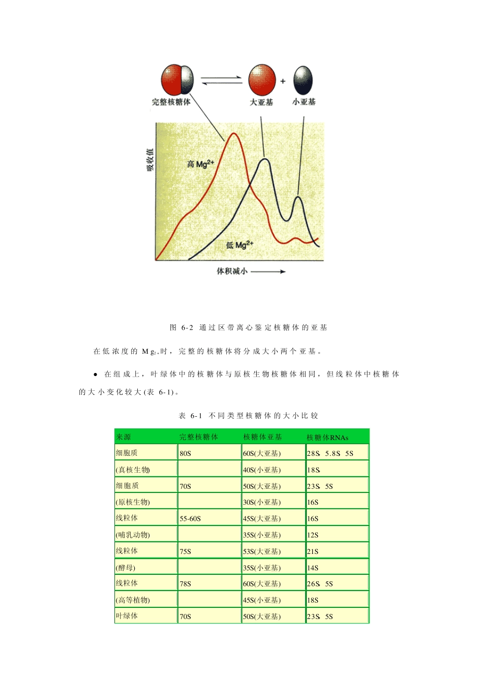 6.核糖体与核酶_第3页