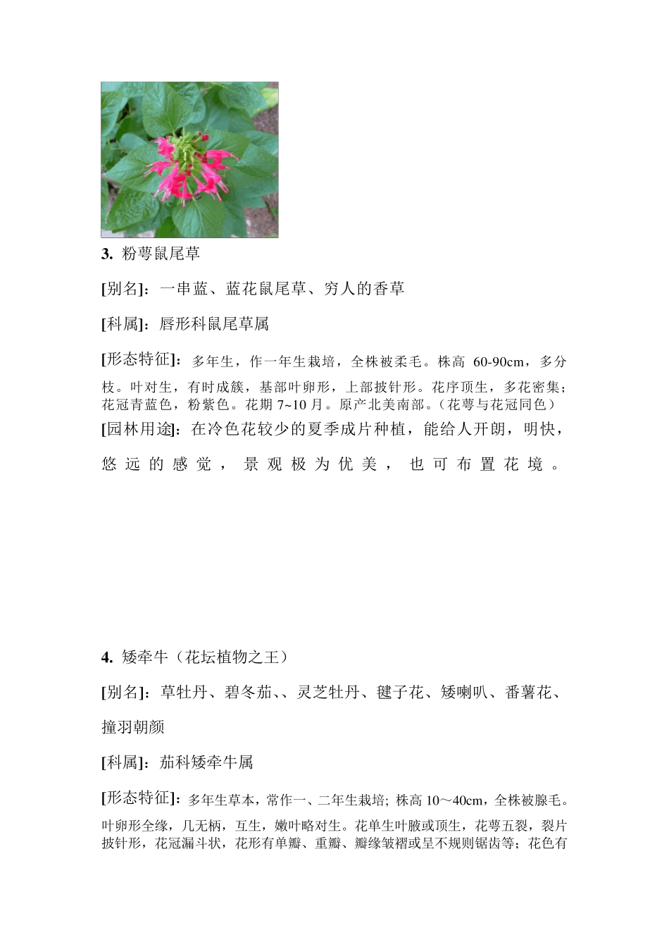 60种花卉介绍_第2页