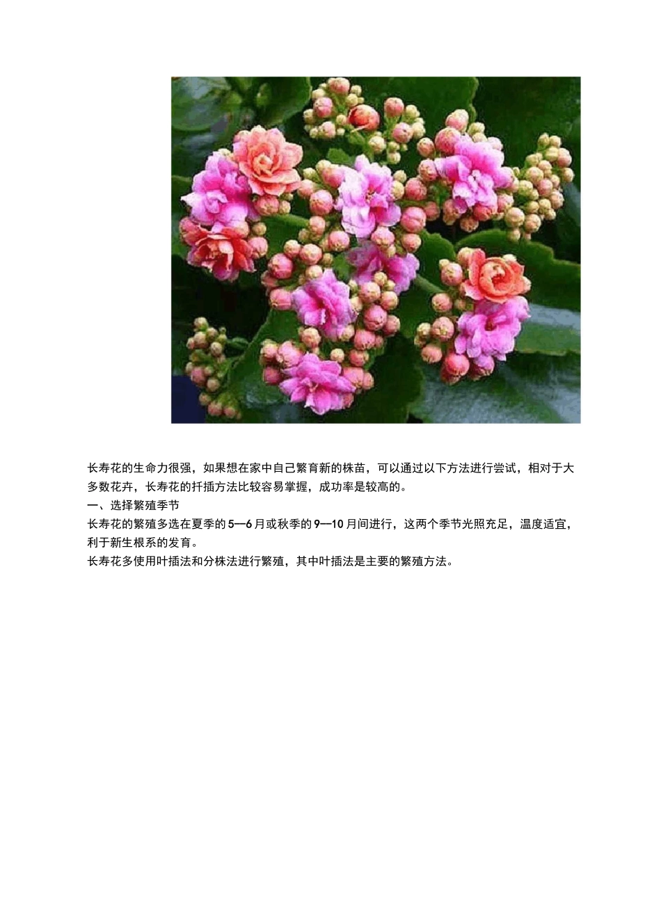 长寿花的扦插方法_第2页