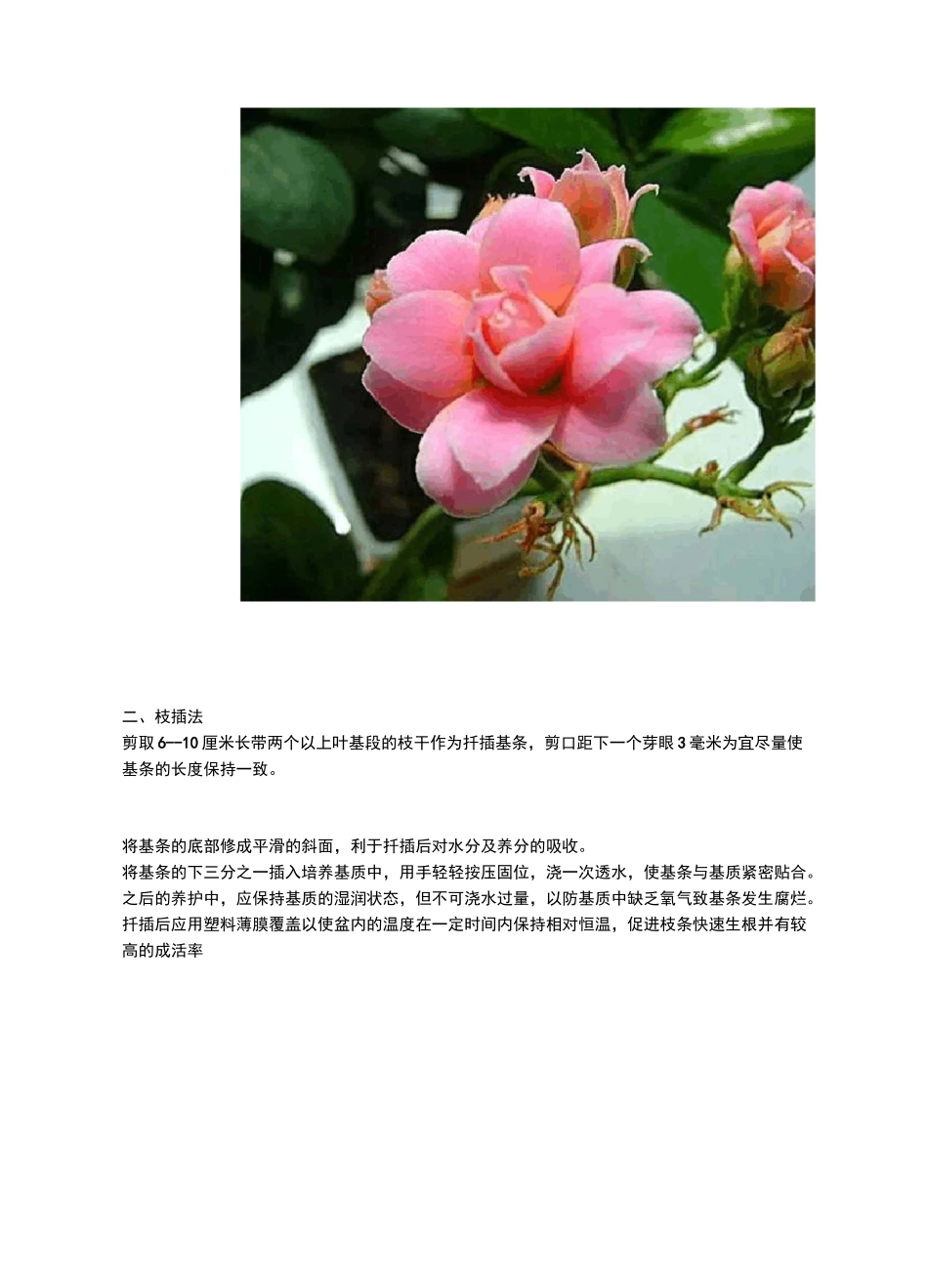长寿花的扦插方法_第3页