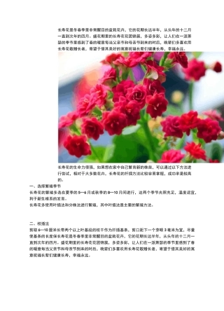 长寿花的扦插方法