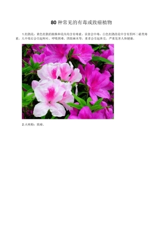 80种常见的有毒或致癌植物(附图片)