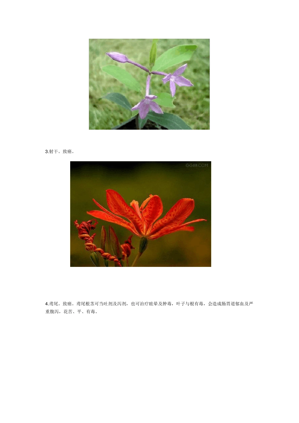 80种常见的花有毒或致癌植物1_第2页