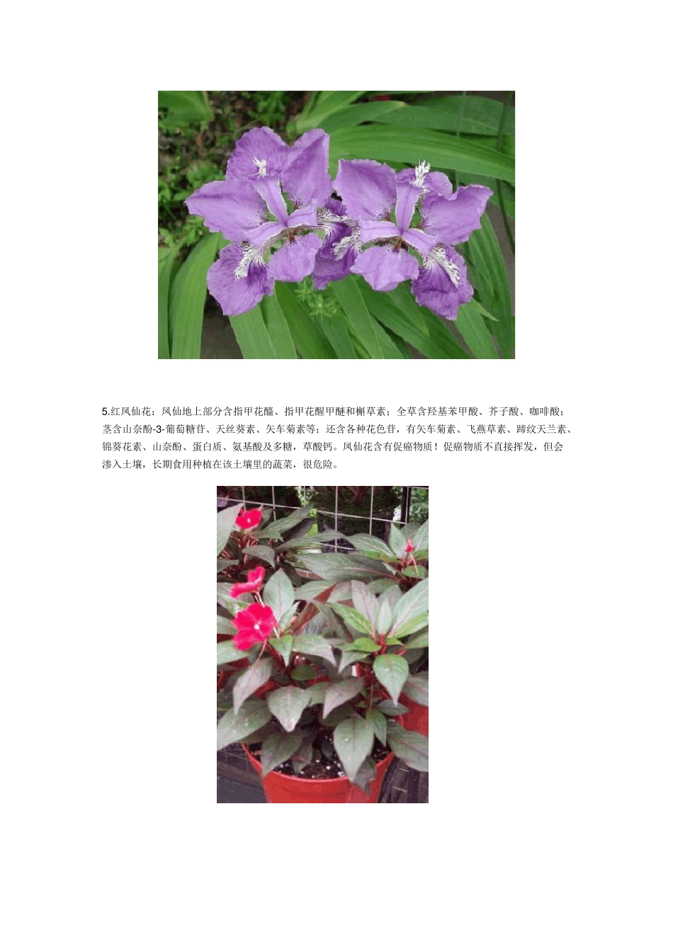 80种常见的花有毒或致癌植物1_第3页