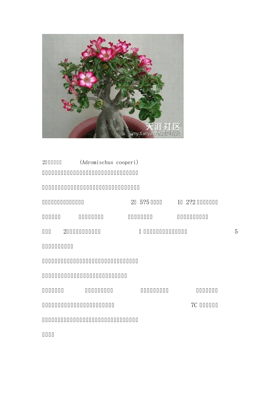 91种常见多肉植物介绍_第2页