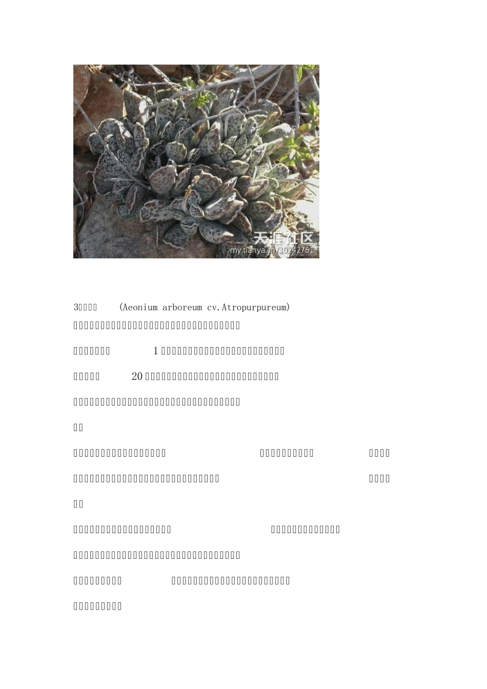 91种常见多肉植物介绍_第3页