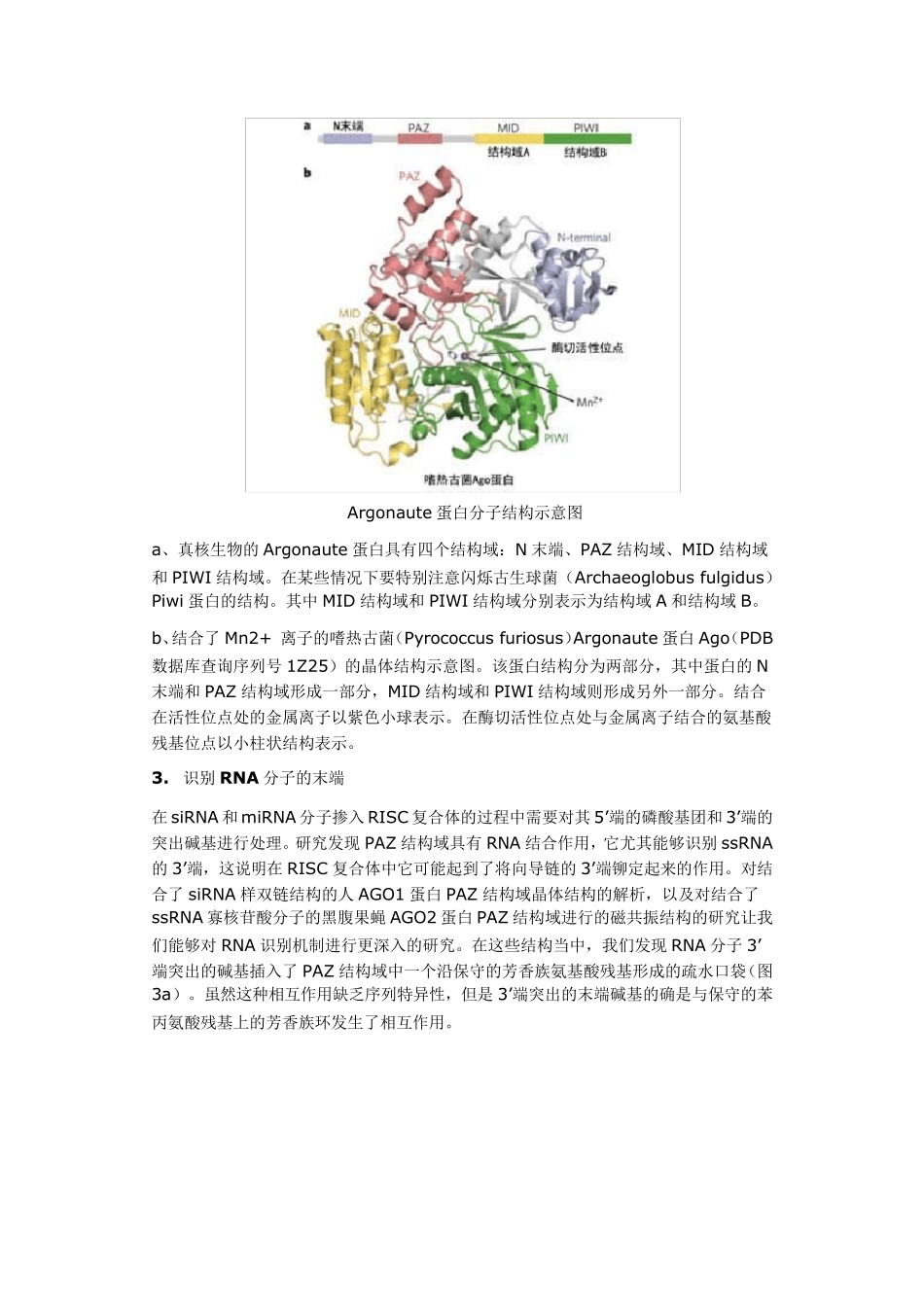 Argonaute蛋白结构与功能_第3页
