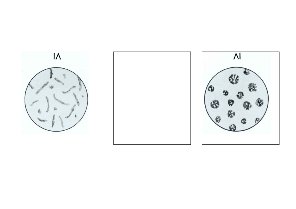 ASTMA247_plate金相图谱_第3页