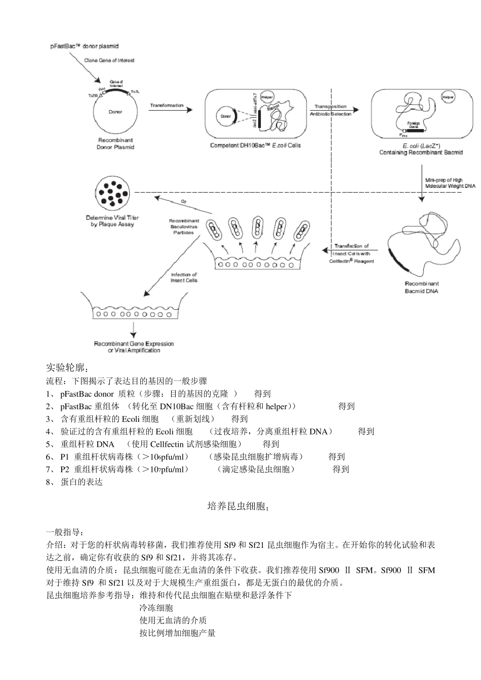 BactoBac杆状病毒表达系统_第3页