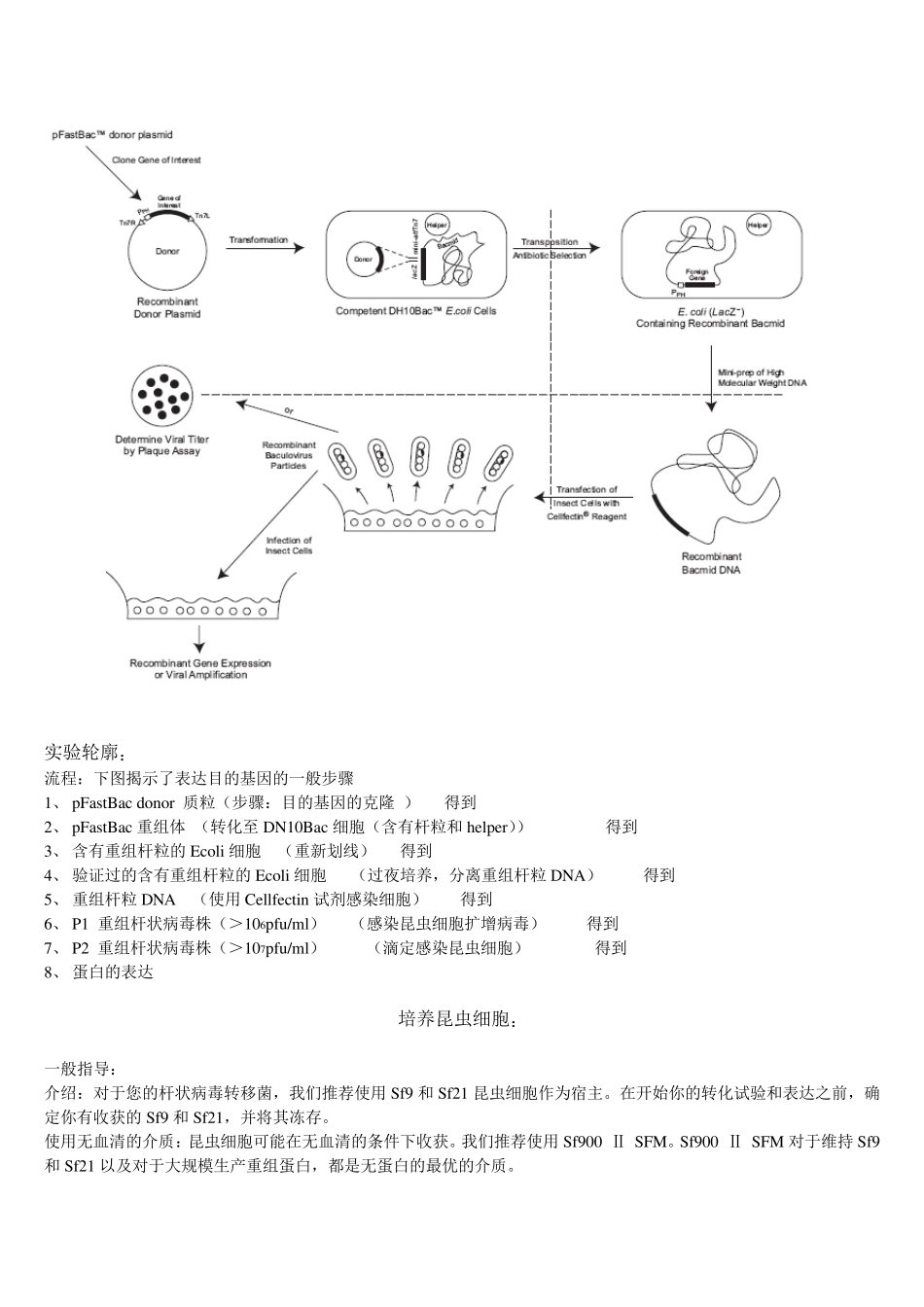 Bactobac表达系统中文版说明书_第3页