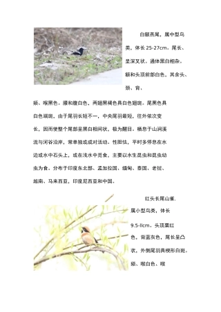 湿地公园鸟类简介