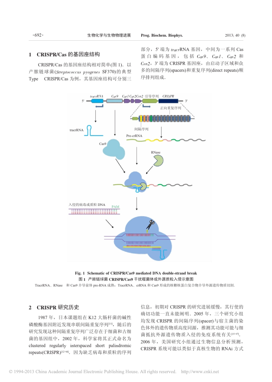 CRISPR_Cas9介导的基因组定点编辑技术_方锐_第2页