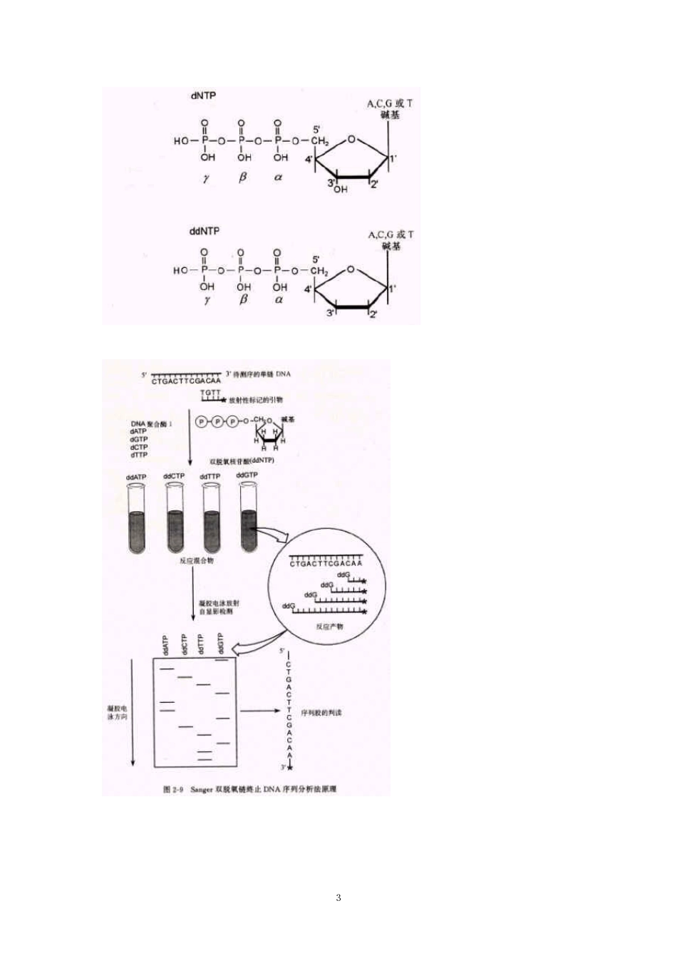DNA序列分析_第3页