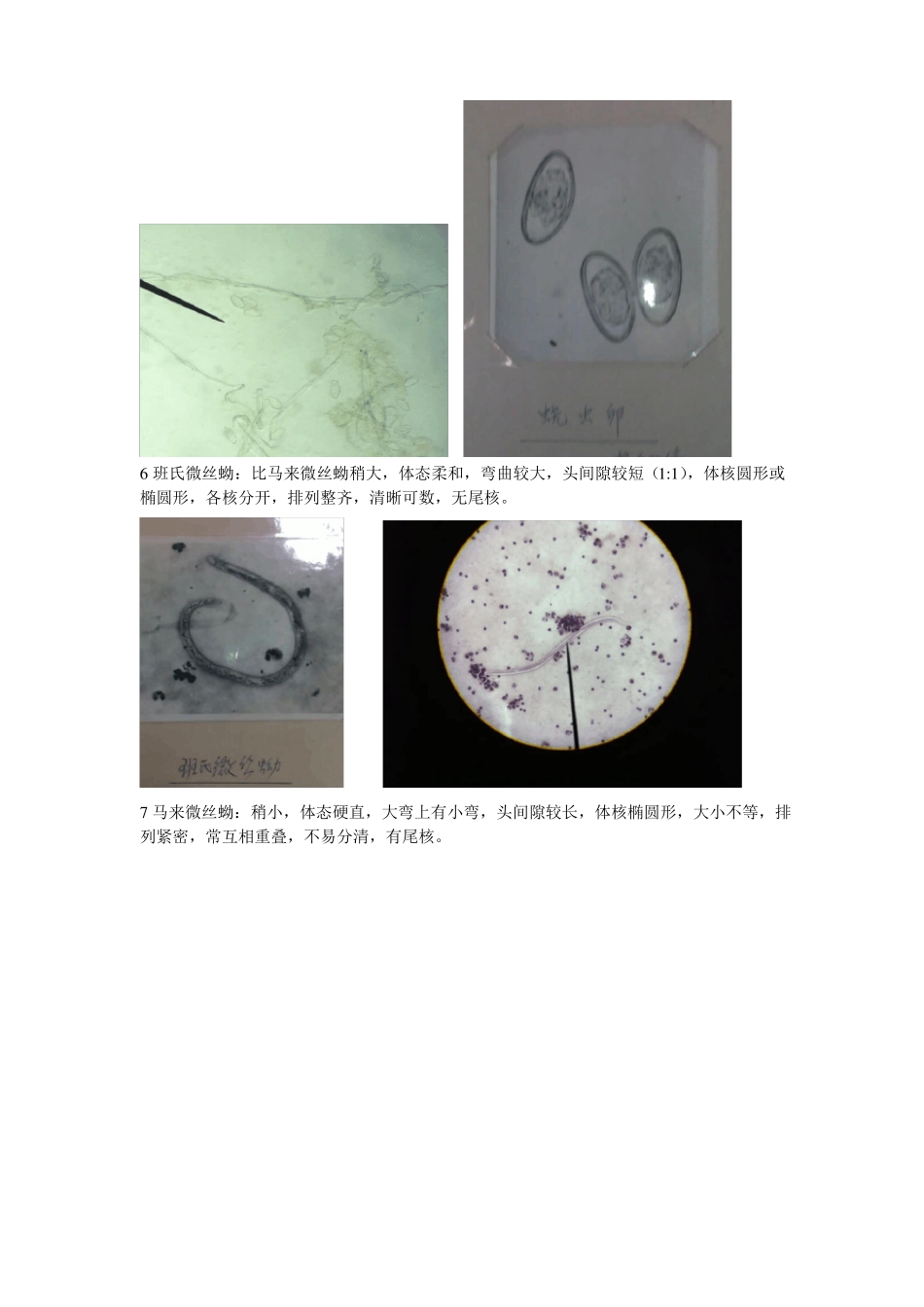 寄生虫试验鉴别要点_第3页