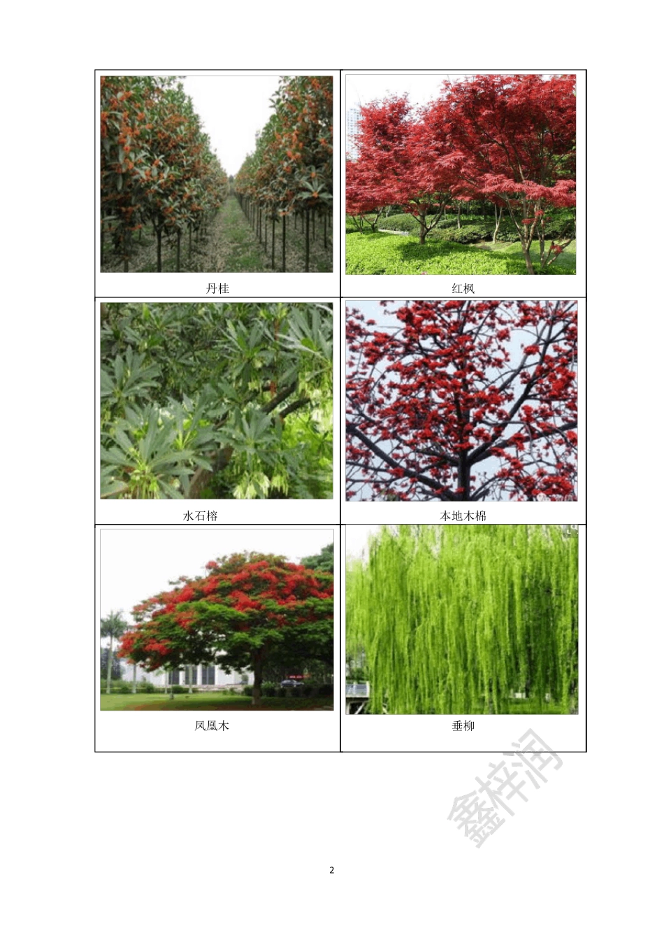 常见乔木图片_第2页