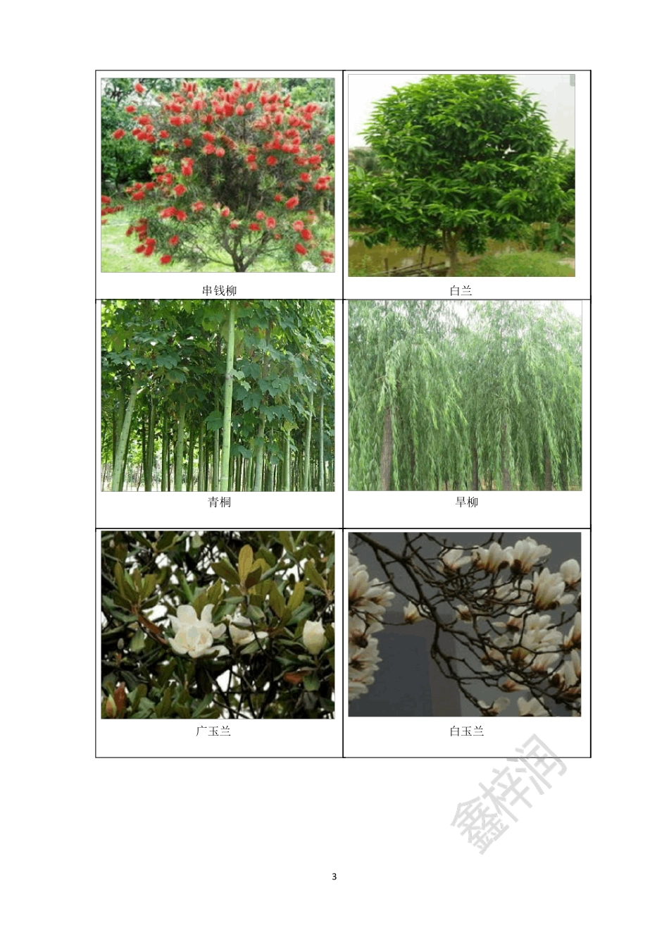 常见乔木图片_第3页